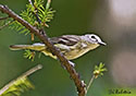 Vireo cassinii